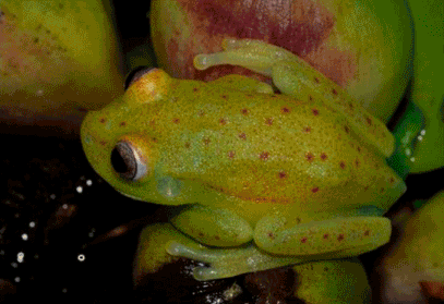 glowing tree frog
