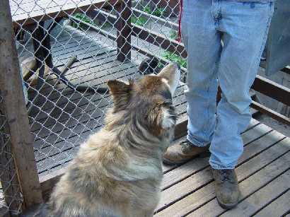 Wolf-dog hybrid