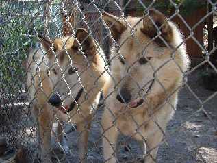 wolves