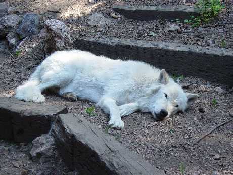Old Loki white wolf