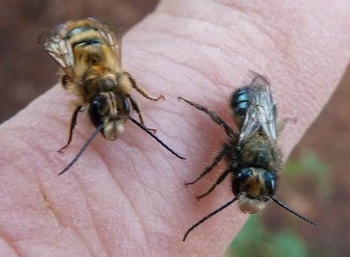 Two species of wild mason bees.