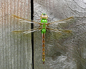 Green Darner Female