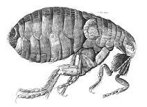 Hooke's drawing of a flea