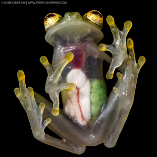Jaime Culebras offers a spectacular photograph of a gravid female Reticulated Glass Frog