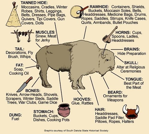 Some-uses-of-bison.jpg