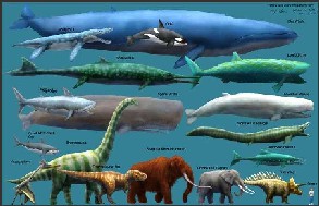 Ocean Giants of all eras