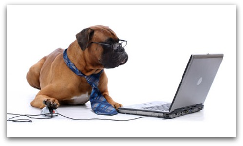 dog typing