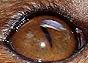 Eye of a fossa