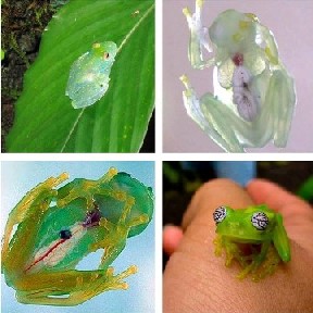 Glass Frogs!