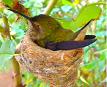 hummingbird on nest