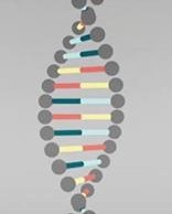 drawing of DNA