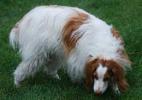 Brittany spaniel sniffing ground