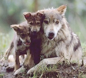 Wolf mother and cubs