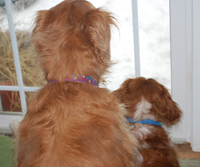 dogs looking out the window