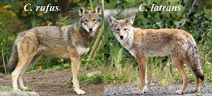 Red wolf vs Coyote