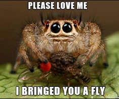 I bringed you a fly.png