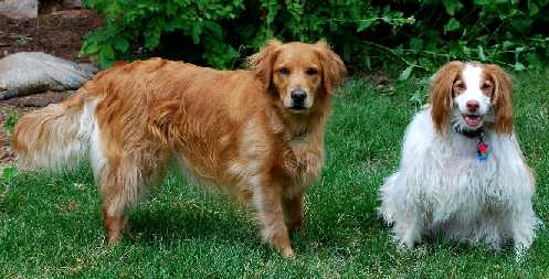 Golden Retriever and American Brittany