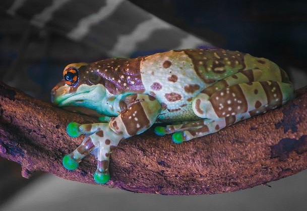 Kunwalu, a tropical frog