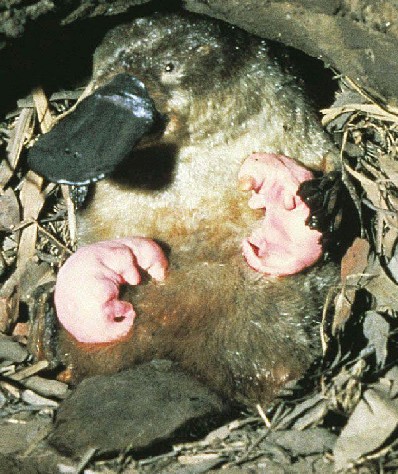 Mama Platypus with nursing young